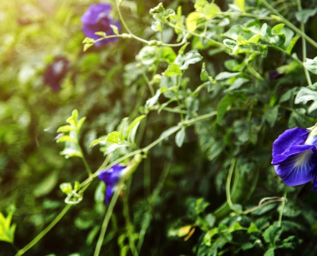 Tentang Bunga Telang